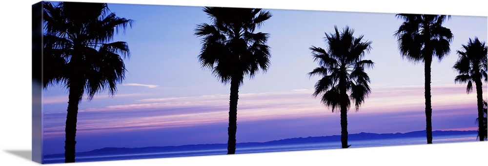 Silhouette of palm trees, Laguna Beach, Orange County, California, USA