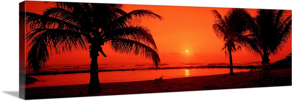 Trees growing on the tropical shore in sunset light on this panoramic photograph.
