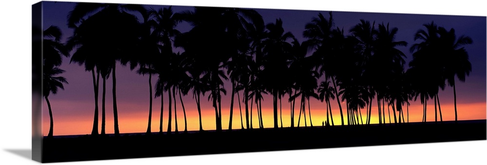 Silhouette of palm trees on the beach, Big Island, Hawaii II