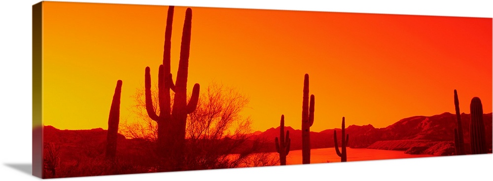 Silhouette of Saguaro cacti at sunrise, Tonto National Forest, Arizona