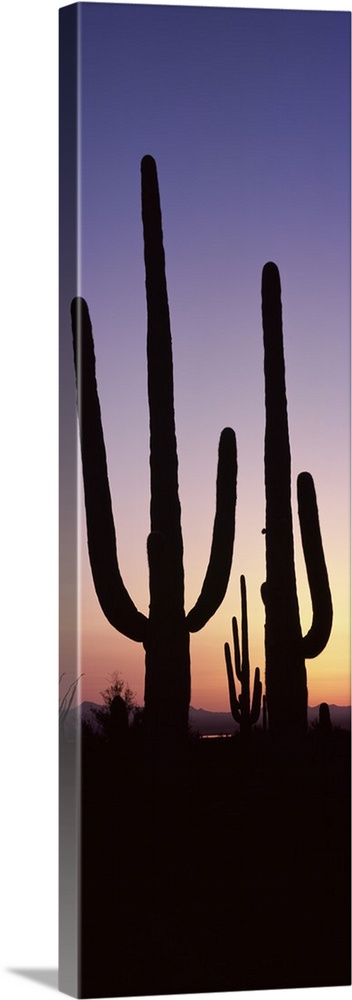 Vertical panoramic photograph of cactus silhouettes in desert at sunset with mountains in the distance.