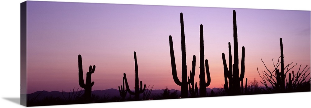 Several organ pipe cactuses contrast with the pastel colored twilight sky in this panoramic, landscape photograph.