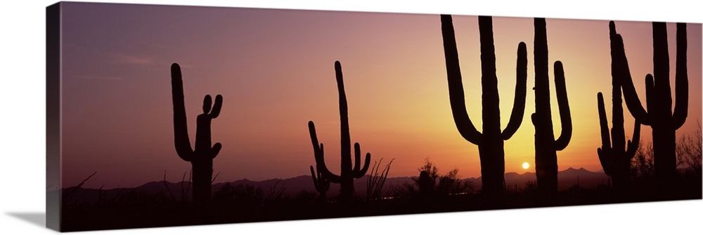 Panoramic photo print of cactus plants in the desert silhouetted against a setting sun.