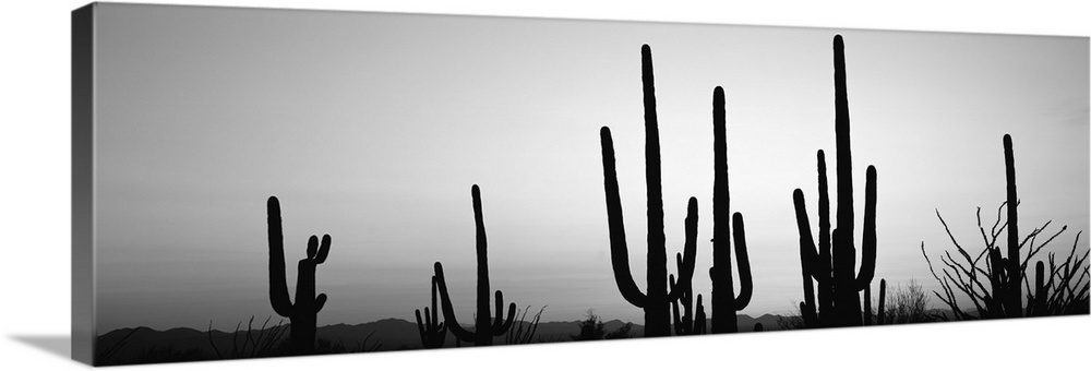 Silhouette of Saguaro cacti, Saguaro National Park, Tucson, Arizona