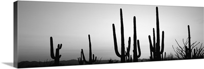 Silhouette of Saguaro cacti, Saguaro National Park, Tucson, Arizona