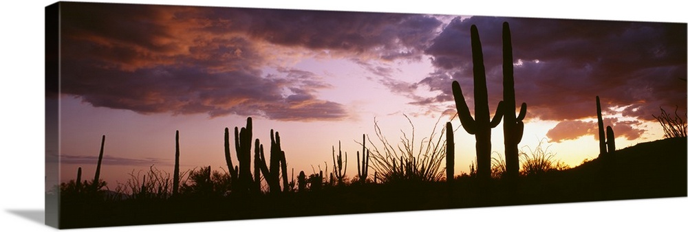 Long horizontal canvas of the silhouettes of cactuses against a sunset with layered clouds.