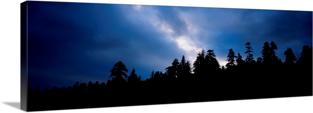 Silhouette of trees at dusk, Prairie Creek Redwoods State Park, Redwood National Park, California