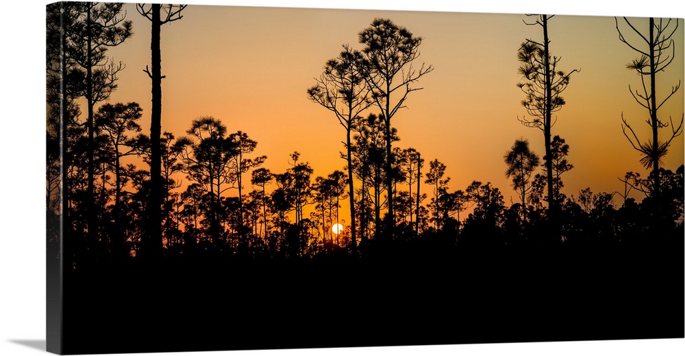 Silhouette of trees at sunset, everglades national park, florida, USA.