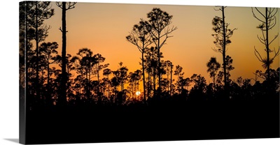 Silhouette Of Trees At Sunset, Everglades National Park, Florida, USA