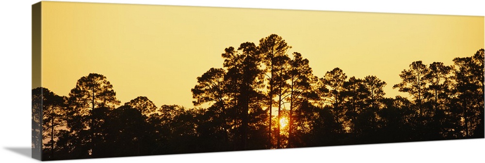 Silhouette of trees at sunset, The Golden Isles of Georgia, Georgia