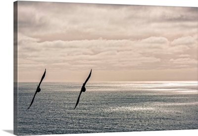 Silhouette Of Two Crows Flying Over The Pacific Ocean, Pacifica, California, USA