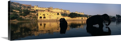Silhouette of two elephants in a river Amber Fort Jaipur Rajasthan India