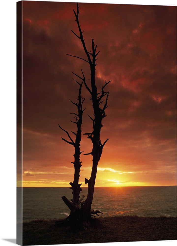 Vertical canvas photo art of a silhouetted bare tree in front of a body of water at sunset.