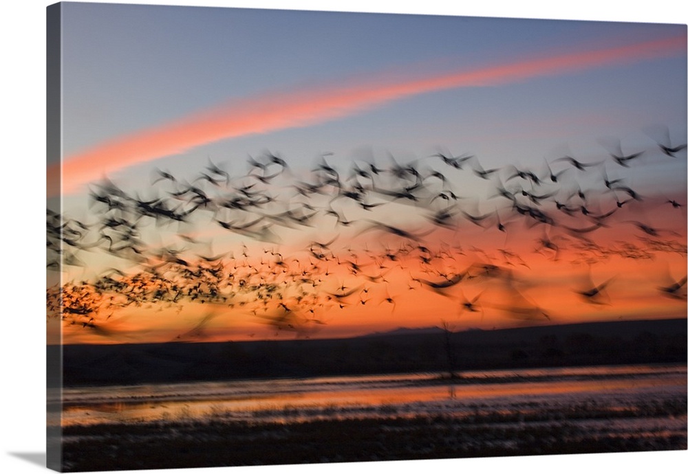 Photograph of large flock of birds flying over march at sunset.