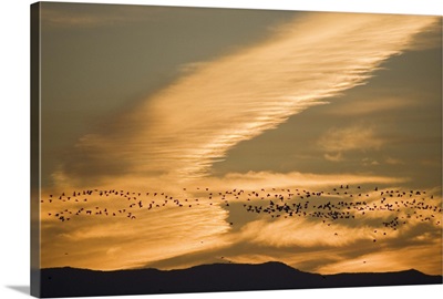 Silhouetted Snow Geese In Flight