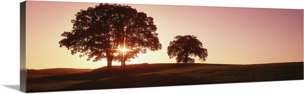 Large trees stand in an open field and are silhouetted by the sunset just behind them.