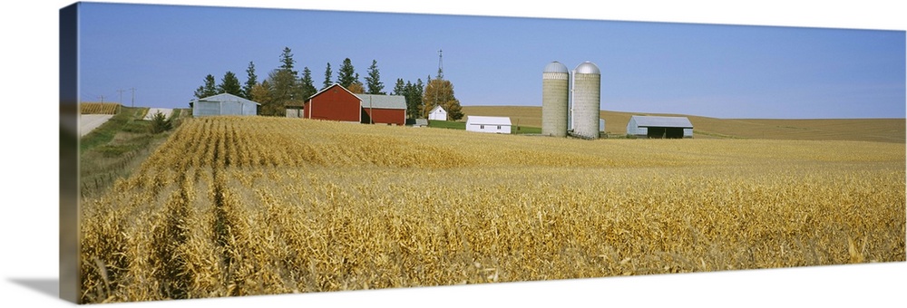 Silos and barns in a corn field, Minnesota