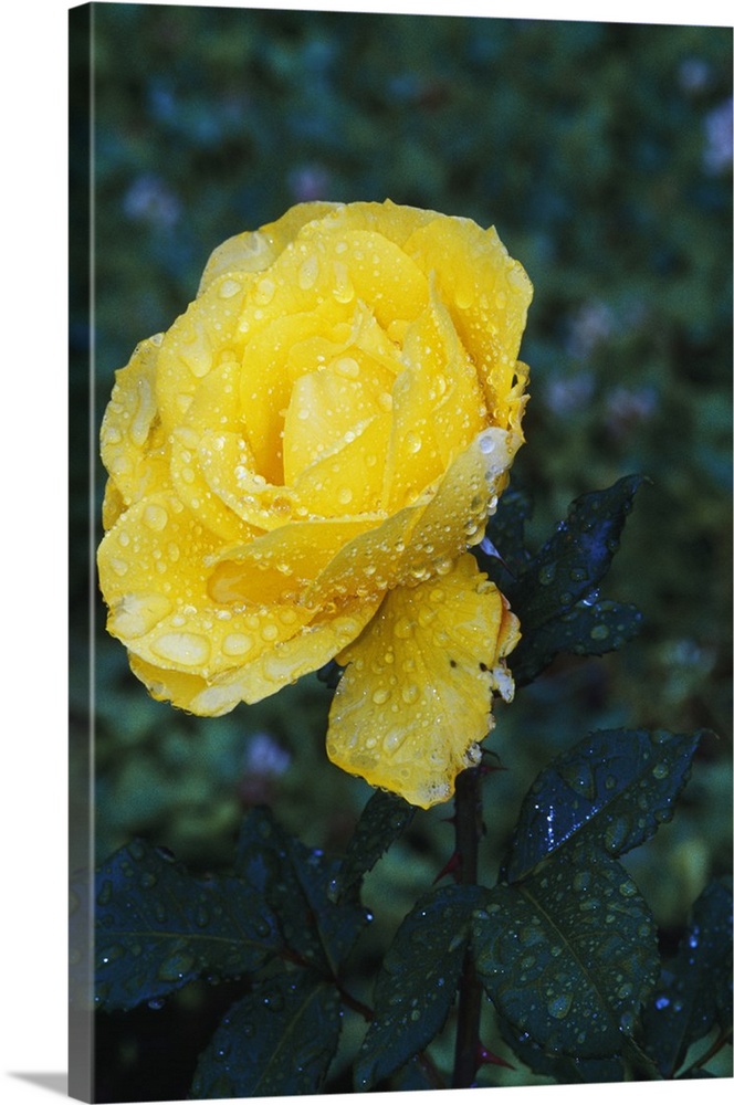 Single dew-covered yellow rose blossom.
