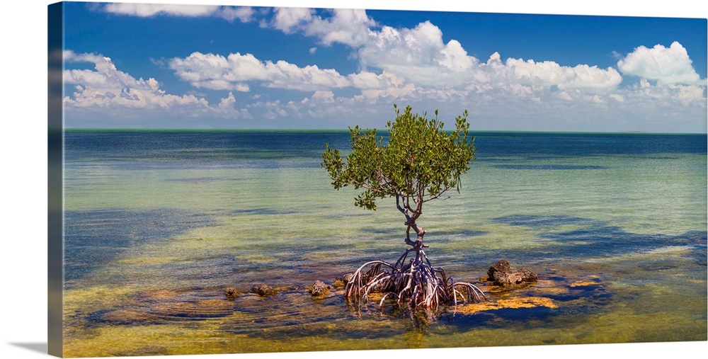 Single mangrove tree in the gulf of mexico in the florida keys, florida, USA.