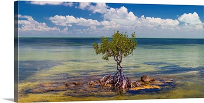 Single Mangrove Tree In The Gulf Of Mexico In The Florida Keys, Florida, USA