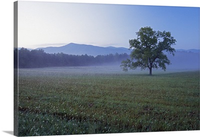 Single tree in green pasture at Cades Cove, distant Smoky Mountains in mist, Smoky Mountains National Park, Tennessee