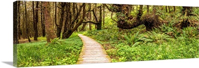 Sitka Spruce trees and boardwalk in Temperate Rainforest