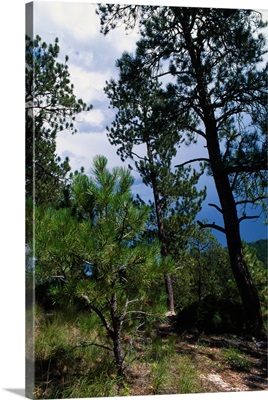 Small sapling and mature ponderosa pine trees, South Dakota
