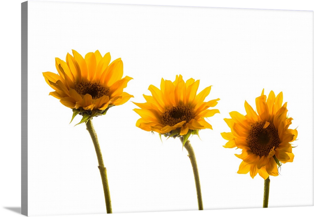 Small sunflowers or helianthus against white background.