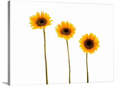 Small Sunflowers Or Helianthus Against White Background