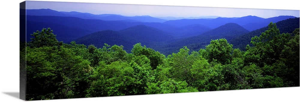 Panoramic photograph on a large canvas looking over green treetops to a vast mountain range of the Smoky Mountain National...