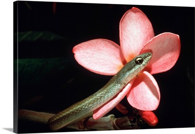 Snake and Flower Guyana