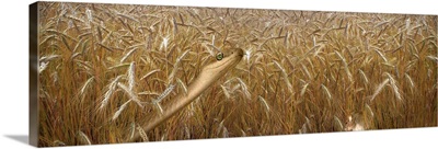 Snake looking for mouse in a wheat field