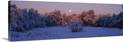 Snow covered forest at dawn, Denver, Colorado