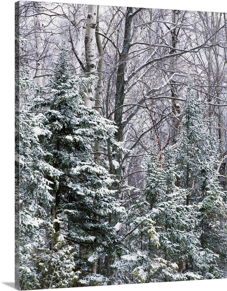 Large bare trees along with pine trees are covered with snow.