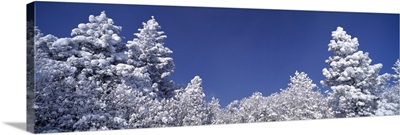 Snow covered Pine trees CO