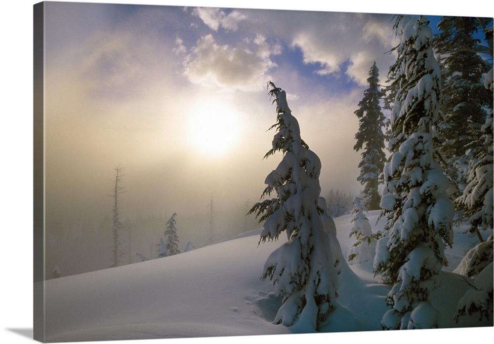 Sun burning off the morning fog on a cold and snowy day with snow covered pine trees in the foreground.
