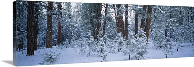 Snow covered plants in the forest | Great Big Canvas