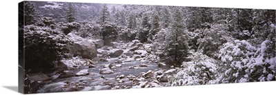 Snow covered trees along a river, Merced River, Yosemite National Park, California