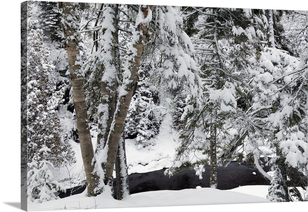 Snow-covered trees along Cascade River, Cascade River State Park, Minnesota
