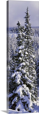 Snow Covered Trees Glacier National Park MT