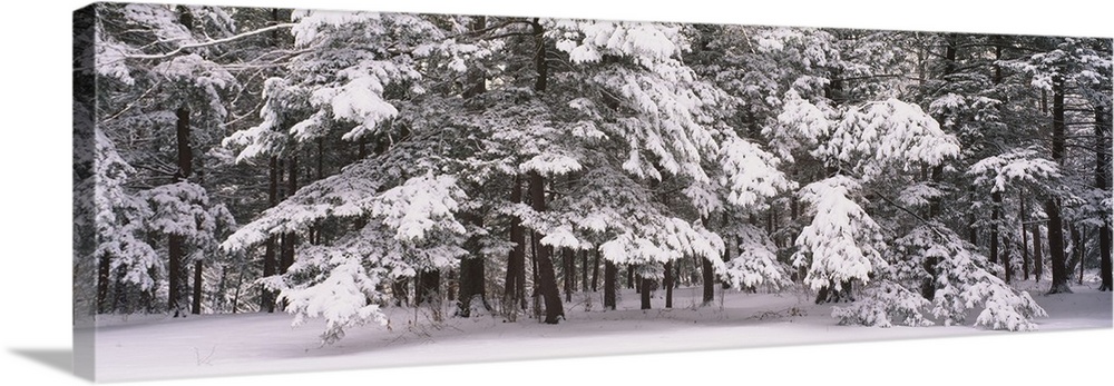 Snow covered trees in a forest, Chestnut Ridge County Park, Orchard ...