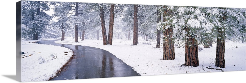 Snow covered trees in a forest, Grand Canyon National Park, Arizona