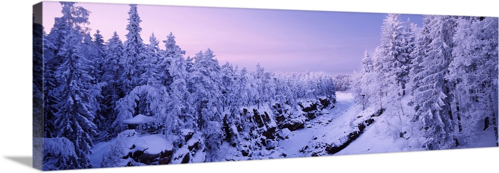 Snow covered trees in a forest, Imatra, Finland