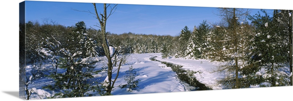 Snow covered trees in a forest, near New York State Route 28, Old Forge, New York State