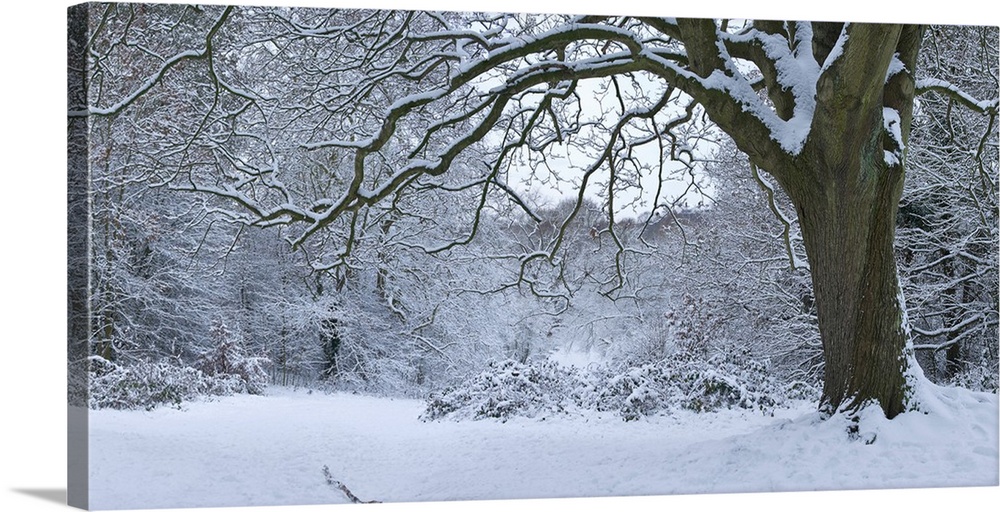 Snow covered trees in a park, Hampstead Heath, North London, London, England