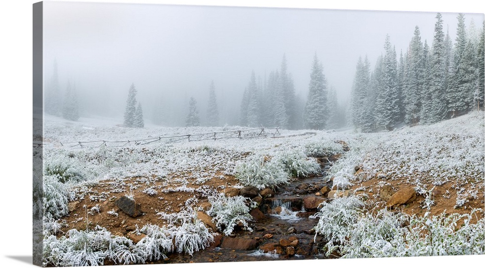 Snow covered trees in Hidden Valley along, Trail Ridge Road, Estes Park, Rocky Mountain National Park, Colorado, USA