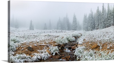 Snow covered trees in Hidden Valley, Estes Park, Rocky Mountain National Park, Colorado