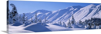 Snow covered trees on a hill, Chugach National Forest, Alaska