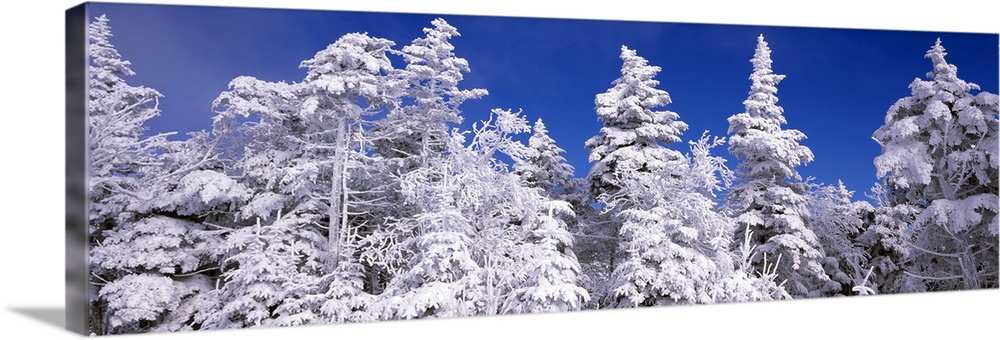 Wide angle photograph on a large wall hanging of tall snow covered pine trees against a deep blue sky, at the Stratton Mou...