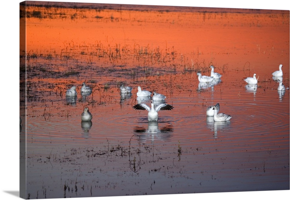 Snow Geese On Water